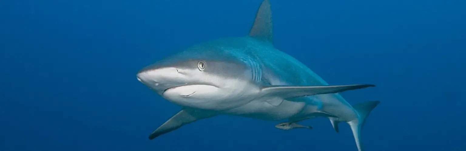 underwater photo of a gray reef shark in blue water in Palau