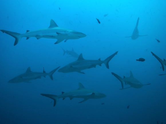 underwater photo of eight sharks in blue water in Palau